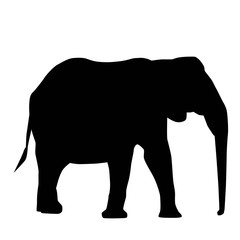 african elephant (Loxodonta) from side with trunk down silhouette vector isolated on white background