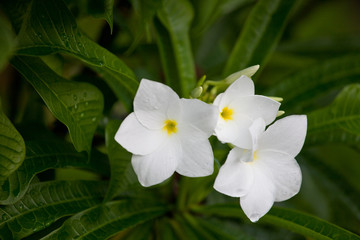 Obraz na płótnie Canvas Wet white Plumeria flower (Frangipani flower) blooming with rain drops