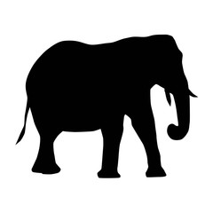 Fototapeta premium african elephant (Loxodonta) from side with trunk down and curled silhouette vector isolated on white background