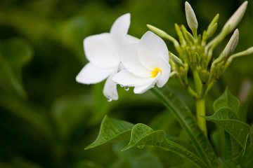 Wet white Plumeria flower (Frangipani flower) blooming with rain drops