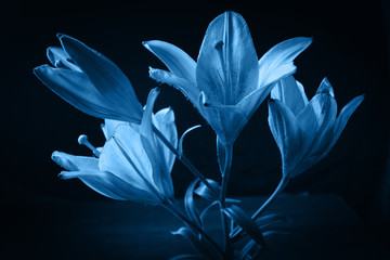 Fresh classic Pantone 2020 in blue. Color concept of the year. Delicate lily flower. The contours of the flower in atmospheric dark photography. Flowers for the holiday, advertising, gift.