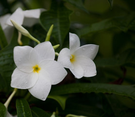 Fototapeta na wymiar Wet white Plumeria flower (Frangipani flower) blooming with rain drops