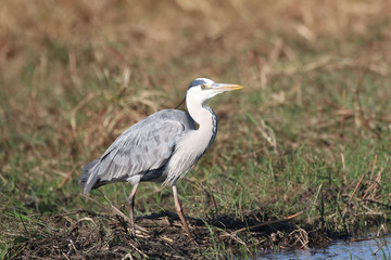 Heron fishing