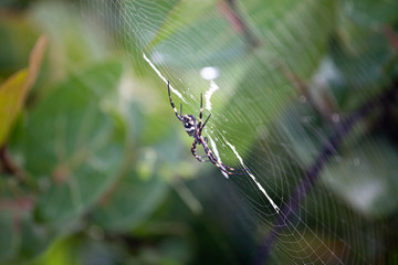 Silver garden spider (argiope argentata, common name Silver Argiope) orb weaver spider in a spider web