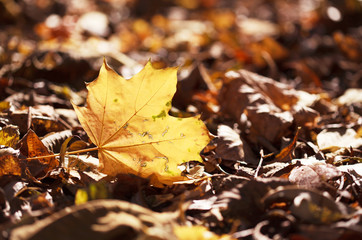 Fallen autumn maple leaf lying on the ground at sunset with space for text