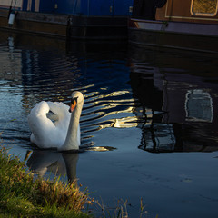 The ripples from a swan catch the winter sunlight on the Leeds and Liverpool Canal in Shipley, Yorkshire