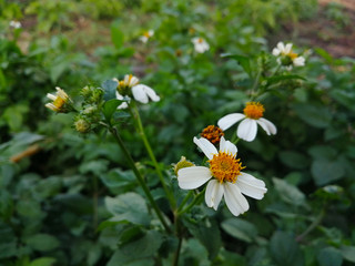  White flowers are blooming, see Gaysorn orange.