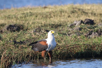 African fish eagle