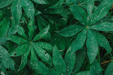 Fototapeta premium Nature green leaves