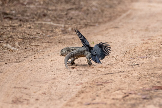 Ein Teju wird von einem Schwarzstirntrappist angegriffen im Pantanal