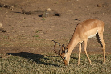 Impalas on the Okavango Delta