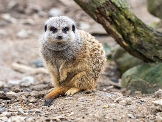 Merkat - Single captive looking out