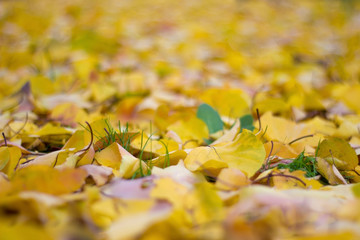 Yellow apricot leaves on the ground - autumn outdoors
