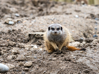 Merkat - Single captive looking out