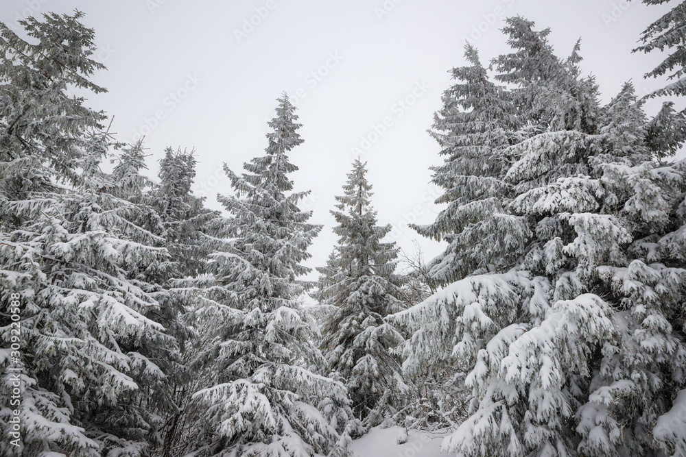 Wall mural bottom view beautiful slender snowy fir trees