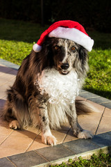 cute dog with Santa's cap