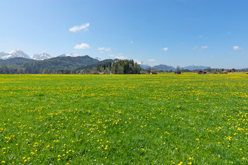 Spring meadow with yellow dandelions and snowy mountains. Allgau Alps, Bavaria, Germany
