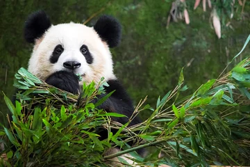 Poster cute eatting giant panda © Akkharat J.