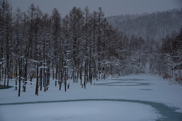 冬の森 / 北海道美瑛市の風景