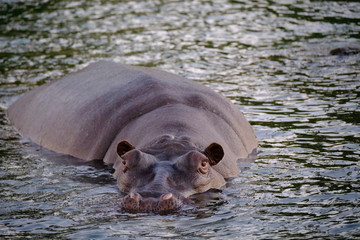 Fototapeta premium Hippo in Zambesi river, Victoria Falls, Zimbabwe