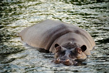 Hippo in Zambesi river, Victoria Falls, Zimbabwe