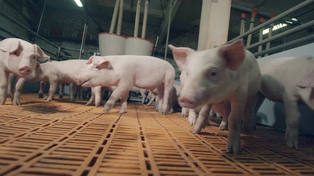 Farm pigs are sniffing the camera and moving around