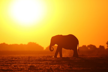Obraz na płótnie Canvas Elepahnt in the Afican sunset