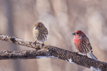 house finch in winter