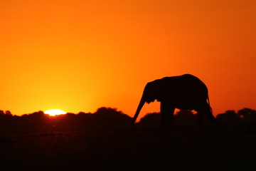 Fototapeta na wymiar Elepahnt in the Afican sunset