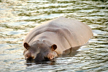 Fototapeta premium Hippo in Zambesi river, Victoria Falls, Zimbabwe