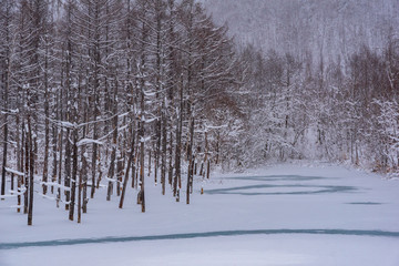冬の森 / 北海道美瑛市の風景