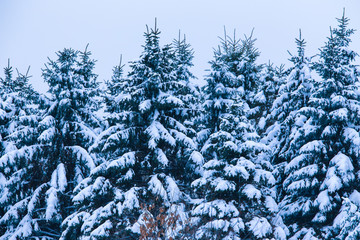 fir forest winter