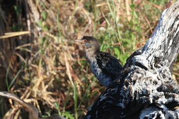 cormorant