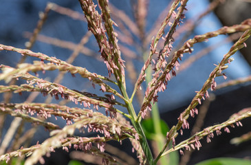 Closeup the pollen in flowers of corn from the agriculture in countryside