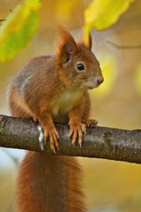 Naklejka na ściany i meble Ein Eichhörnchen sitzt im Herbst auf einem Ast mit gelbem Hintergrund, Sciurus vulgaris