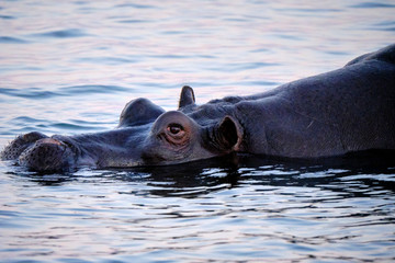 Hippo in Zambesi river, Victoria Falls, Zimbabwe