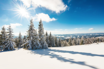 Tall slender snowy fir trees grow on a hill