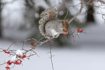 Schilderijen op glas Oostelijke grijze eekhoorn in de winter © Mircea Costina