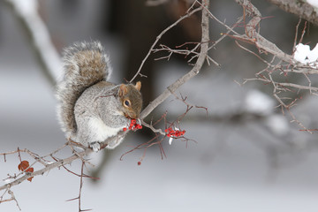 Eastern grey squirrel in winter © Mircea Costina