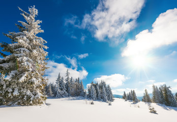 Tall slender snowy fir trees grow on a hill