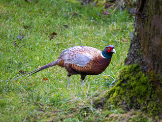 Cock pheasant strutting.
