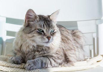 Adorable cat of siberian breed with long hair