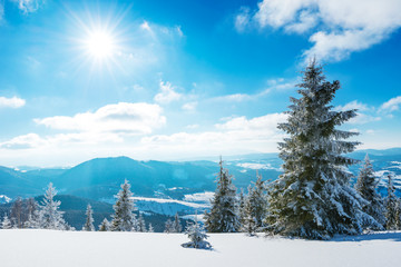 Sunny winter landscape of snowdrifts