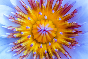close up macro of beautiful purple yellow lotus