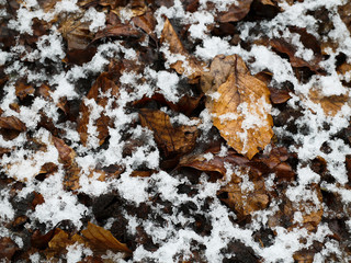Brown foliage lies on the ground with snow
