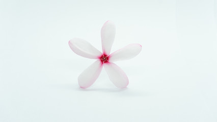 Fototapeta na wymiar Pink gardenia flower on a white background.