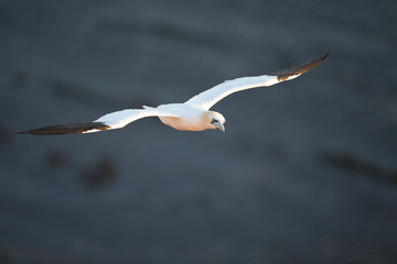 Głuptak zwyczajny (Morus bassanus)
