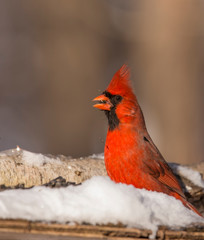 Male northern cardinal in winter