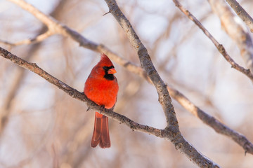 Male northern cardinal in winter