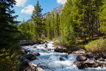 A mountain river turns into a waterfall as it moves quickly down a section of rocks between the tall pine trees.